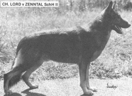 Lord vom Zenntal | German Shepherd Dog 