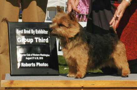 Maralinga Tucker of Norieland | Norwich Terrier 