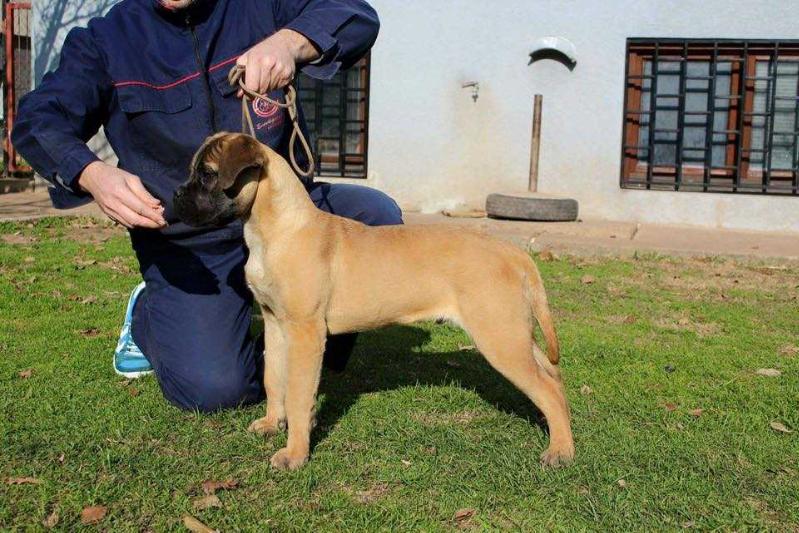 Suzuki Of Godlike Step | Bullmastiff 