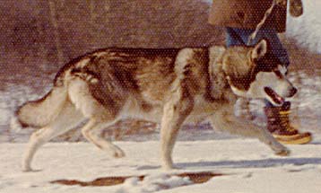 Shango of Seppala | Siberian Husky 