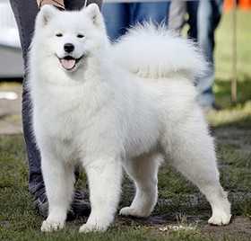 BELOLAKAY KRISMAS GIRL | Samoyed 