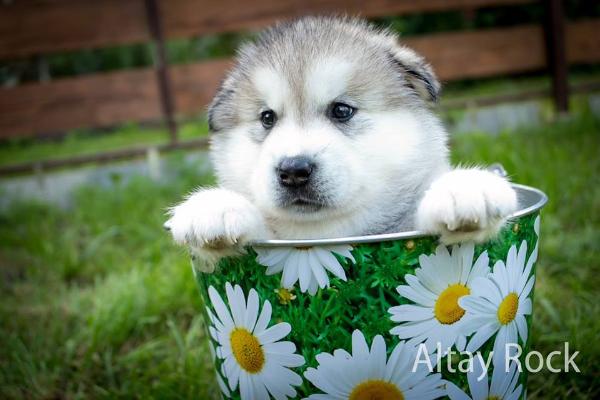 Aks for Advise in Altay Rock | Alaskan Malamute 
