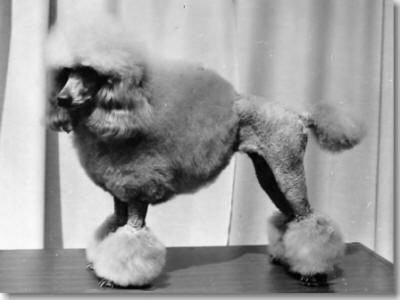 Golden Feodora Ytaner | Poodle 