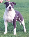 Bluesteel Braveheart | American Staffordshire Terrier 