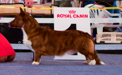 Cardiganium Gilmor | Cardigan Welsh Corgi 