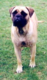 Gameguard Brianna | Bullmastiff 