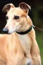 Mustang Jack | Greyhound 