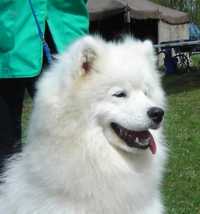 White Noblesse Conny | Samoyed 