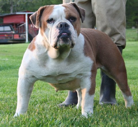 Sullivan's Sophia Darling | Olde English Bulldogge 