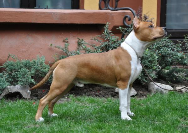 Franstal's Schwarzmuller | American Staffordshire Terrier 