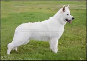 Ajax av White Arctic Mist | White Swiss Shepherd Dog 