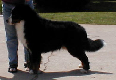 Tallpine's Typhoon Bedmark | Bernese Mountain Dog 