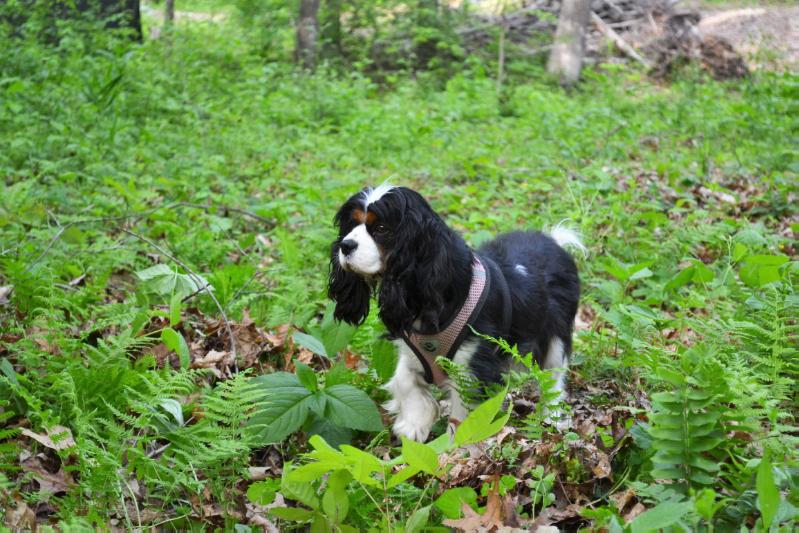 BRIARWOOD FOREST FAIRY ABIGAIL | Cavalier King Charles Spaniel 