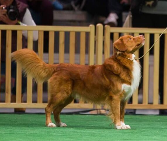 MULINO SUL FIUME SERCHIO DOMEK ZA MIASTEM | Nova Scotia Duck Tolling Retriever 