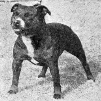 Quiz of Wyncroft | Staffordshire Bull Terrier 