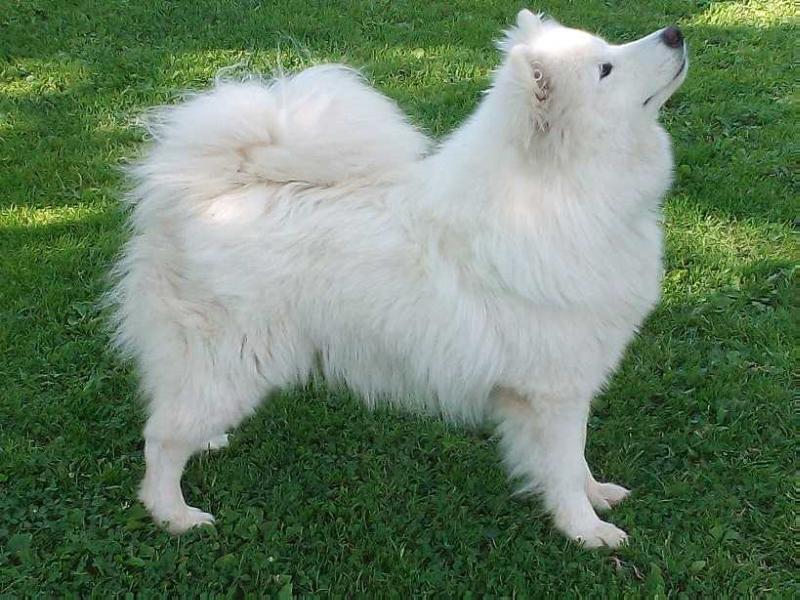 Yuki Nagato  Iz Moskovskoy Metely | Samoyed 