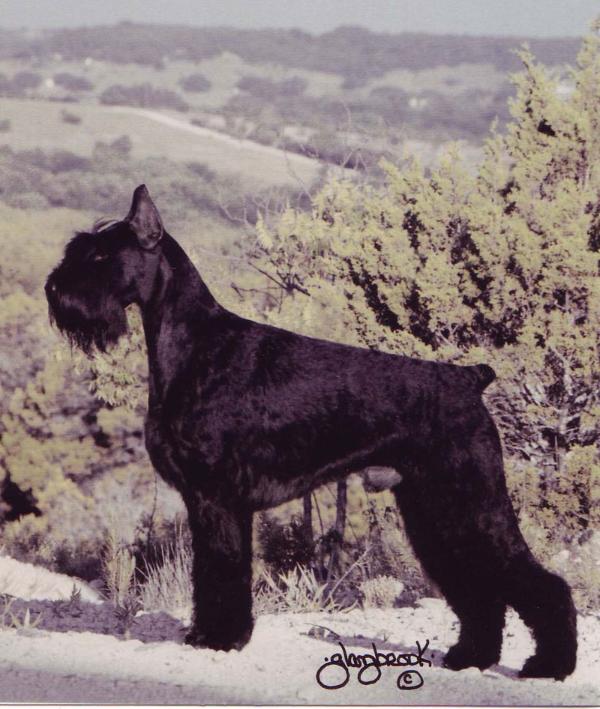 Greco De Pichera | Giant Schnauzer 