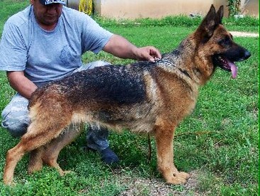 Shakira Vom Haus Garlos | German Shepherd Dog 