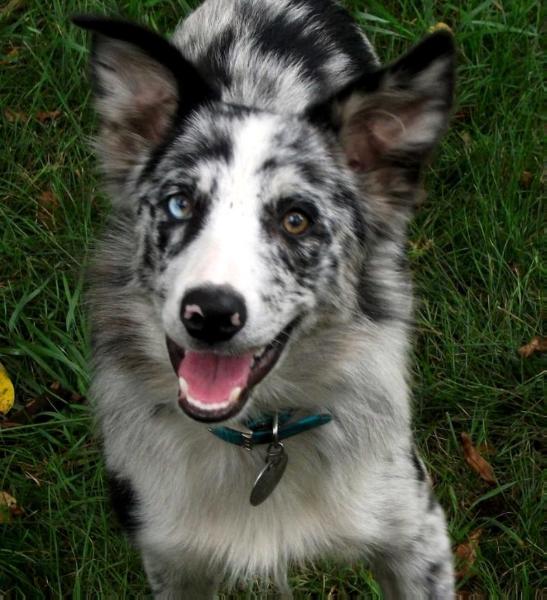 Cade | Border Collie 