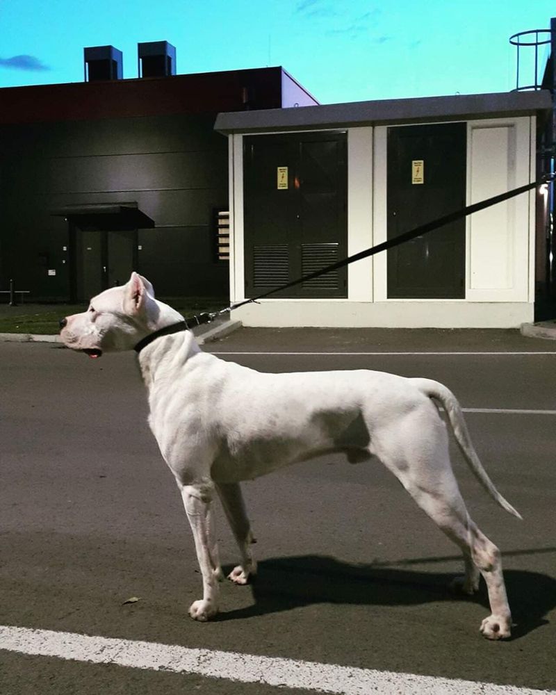 PABLO | Argentine Dogo 