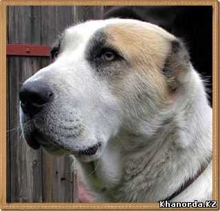 Darstan Tagaj | Central Asian Shepherd Dog 