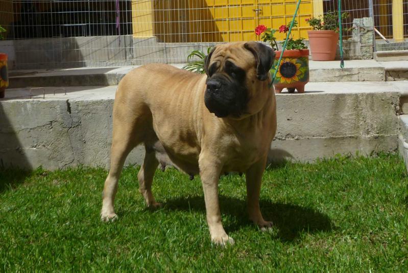 TOYA (TAPIA) | Mastiff 