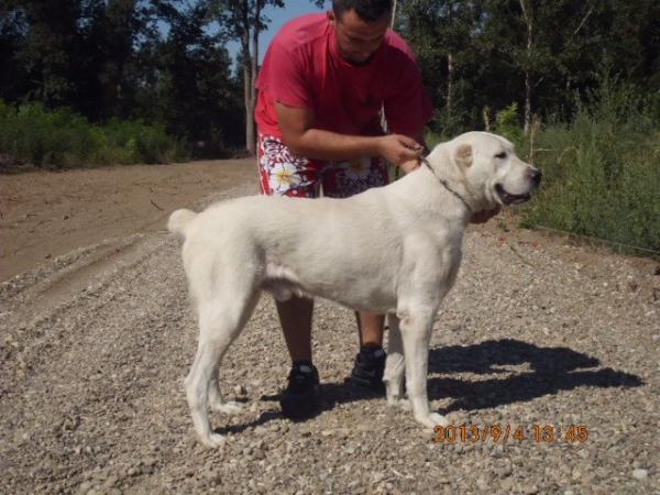 Ursus | Central Asian Shepherd Dog 