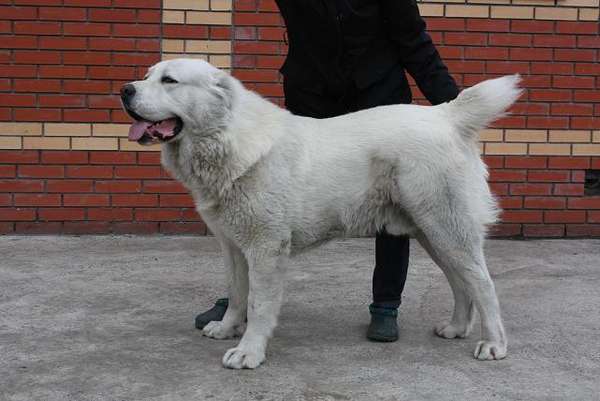 Jhubar Azovia | Central Asian Shepherd Dog 