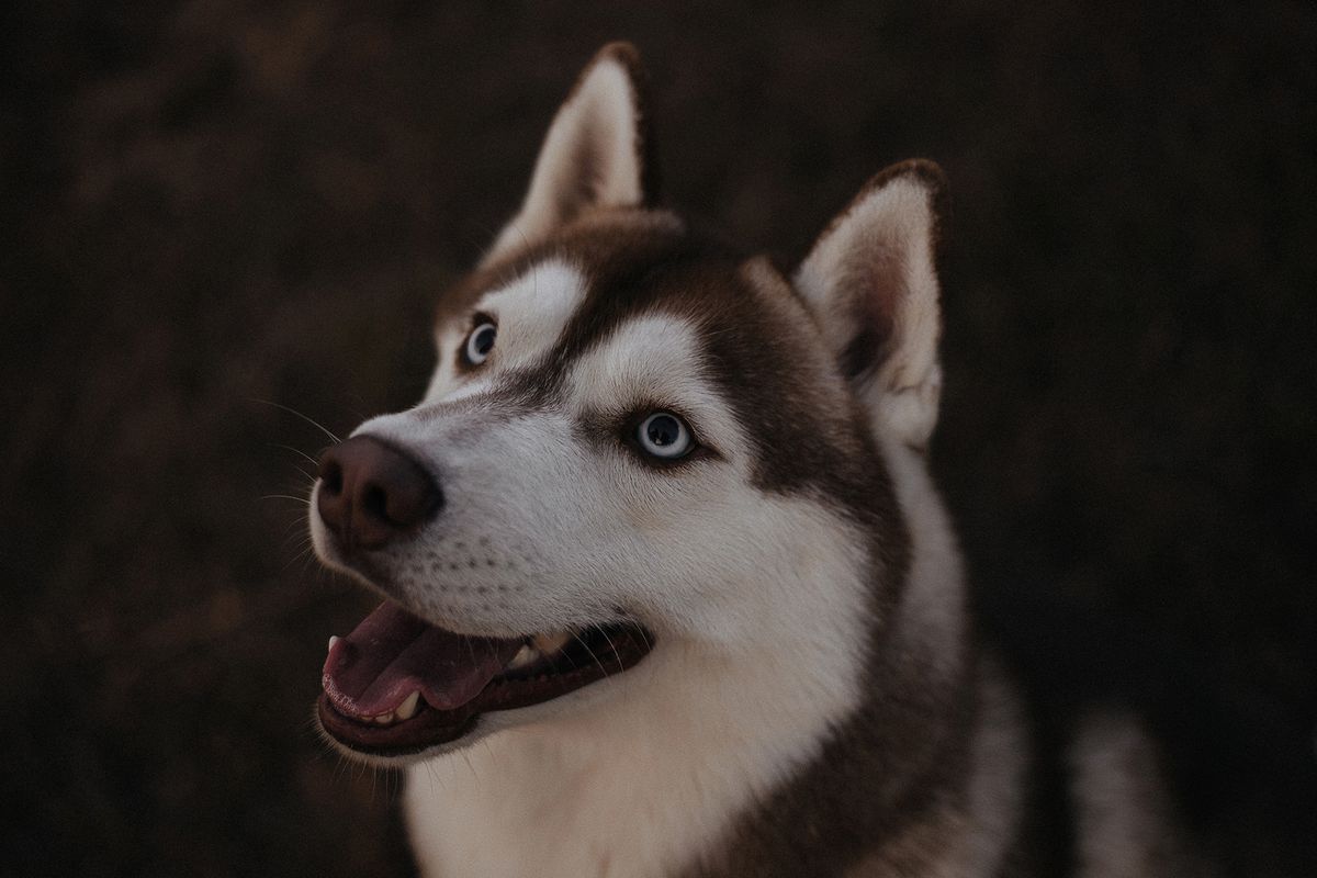 SIBERIAN PARADISE GALLIANO | Siberian Husky 