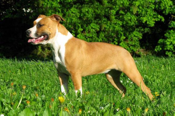Buga of Halid's Tray The Best | American Staffordshire Terrier 