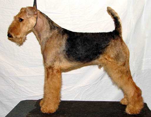 Joval A Big Hunk Of Love | Airedale Terrier 