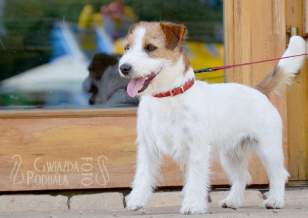 GRACE Poldiable | Jack Russell Terrier 