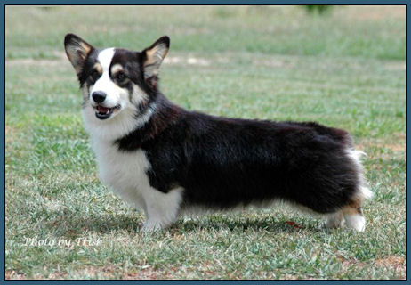 Nireno Waltzing Toknight | Pembroke Welsh Corgi 