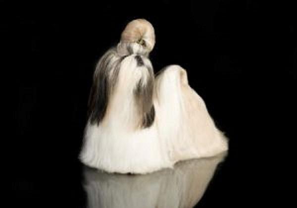 Minimaks White Diamond | Shih Tzu 