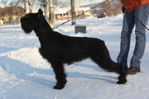 ??????  ????? | Giant Schnauzer 