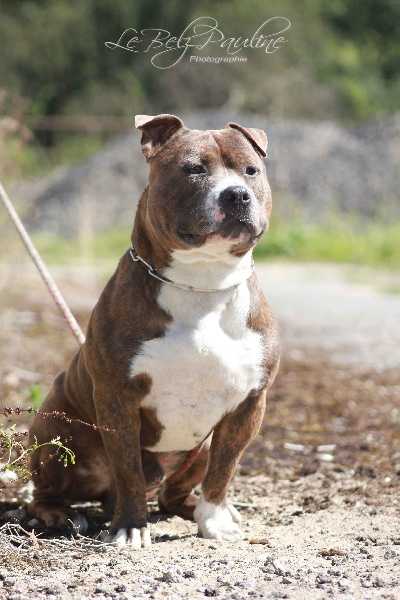 Fallowne boys legende | American Staffordshire Terrier 