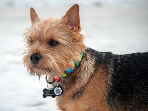 Sveliz Jumanji | Norwich Terrier 