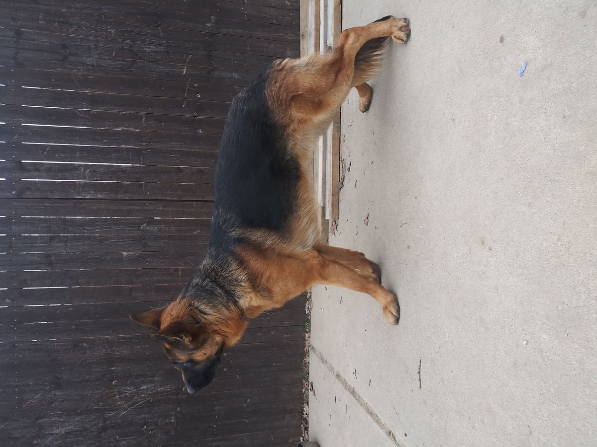 Ghost Vom Guevarahaus | German Shepherd Dog 