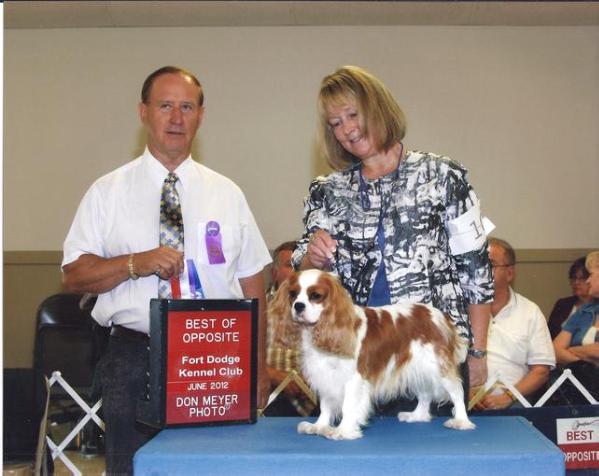 Countrymanor American Idol | Cavalier King Charles Spaniel 