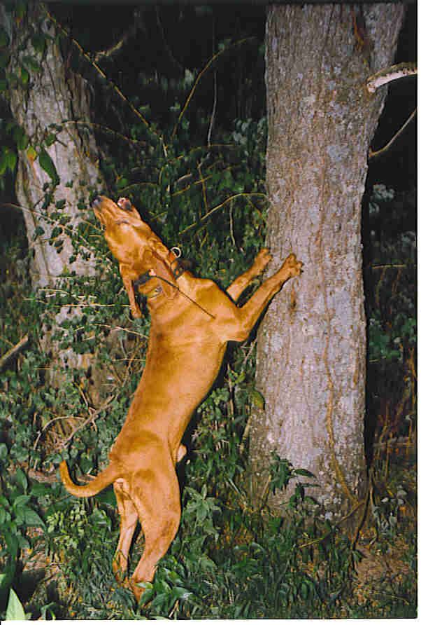 Hoffmeister'S rusty red | Redbone Coonhound 