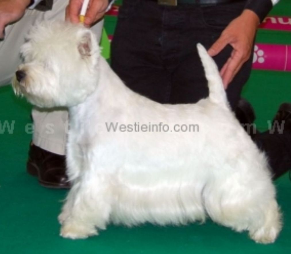 Verminator du Moulin de Mac Gregor | West Highland White Terrier 