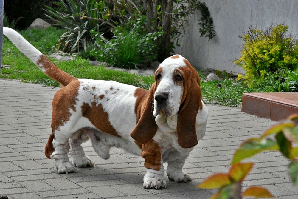 OMLET Klan Piegowatych | Basset Hound 