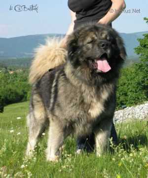 Krez Elbrus Chan | Caucasian Mountain Dog 