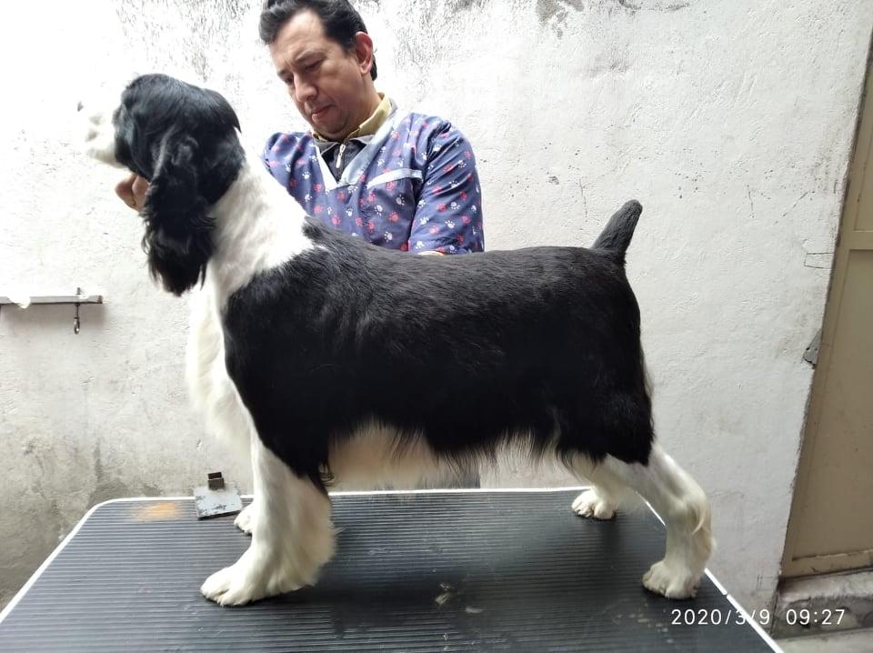 TAMARA EL PASOCHOA | English Springer Spaniel 
