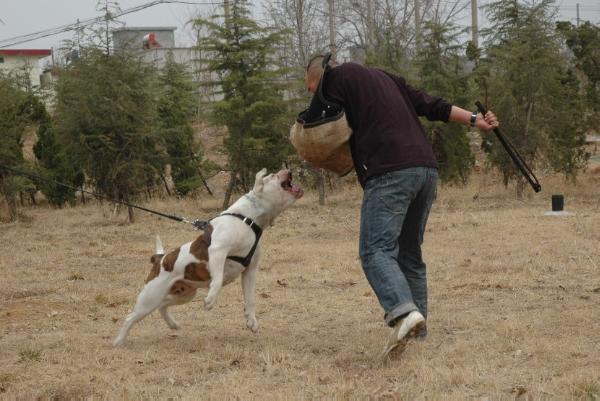 Doodi of wanyan | Olde English Bulldogge 