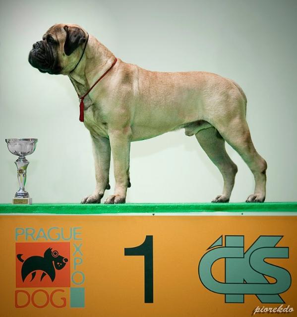 Houdini the great is-Dvariskiu, | Bullmastiff 