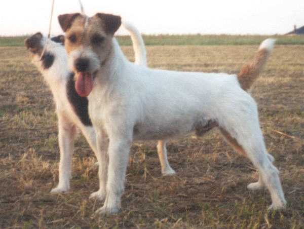 Igor vom Eifelturm | Parson Russell Terrier 