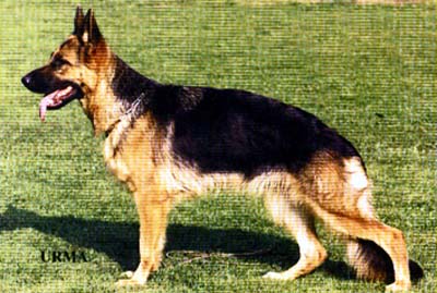 Sela von Arminius | German Shepherd Dog 