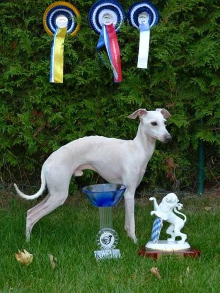 Vetpet Dangelo | Italian Greyhound 