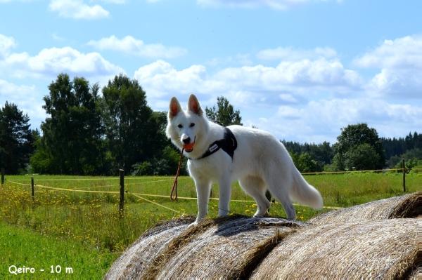 QEIRO la Blankpapilio | White Swiss Shepherd Dog 